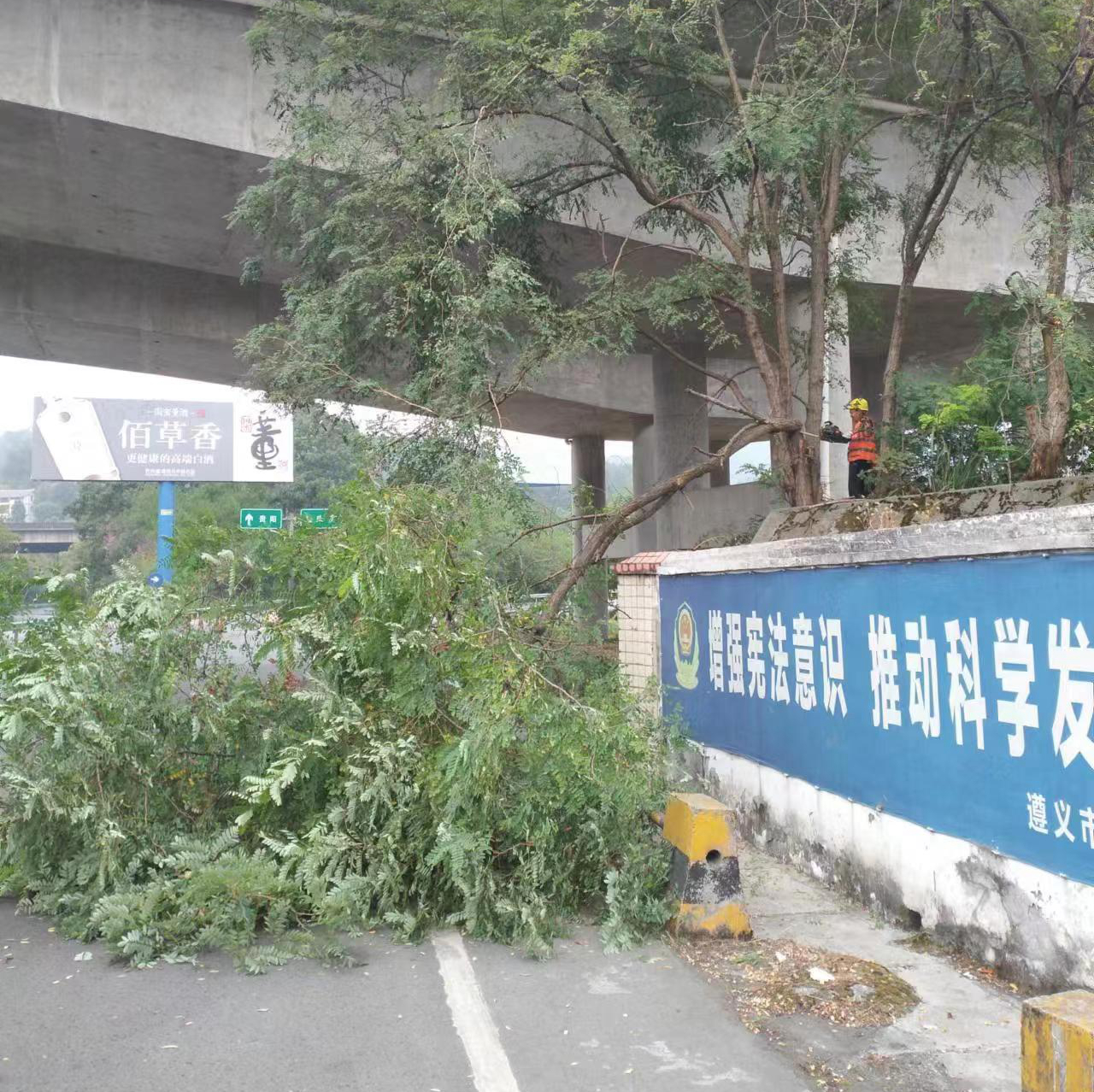 行道树清除_副本.jpg